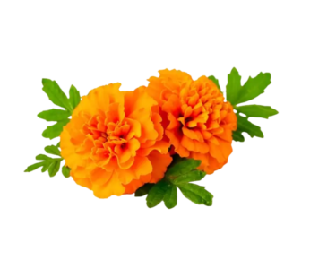 Marigold Flower Orange 250g -SK